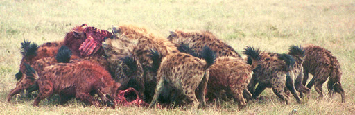 Rangers hold their Annual General Meeting